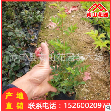 薔薇地被袋苗批發 室內陽臺綠化花卉盆栽 廠家直銷 園林景觀工程
