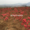 映山紅苗映山紅1年苗，2年苗，3年苗。