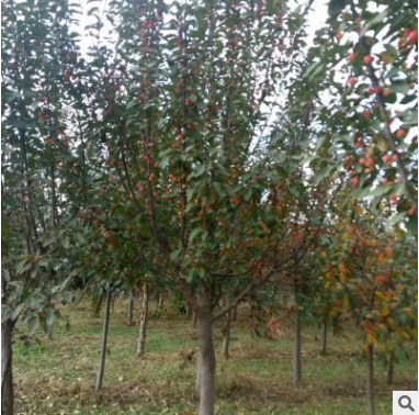 廠家直銷 西府海棠樹 北方種植花木2公分 3公分西府海棠樹批發