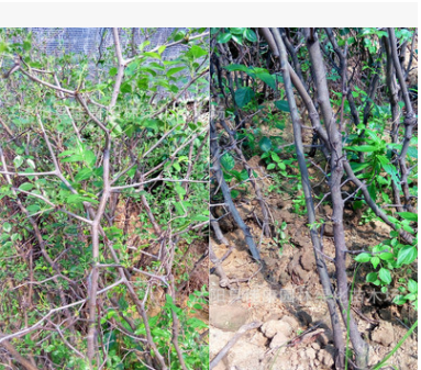 批發嫁接沾化冬棗樹苗南方北方種植盆栽地栽當年結果棗樹苗果樹苗