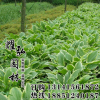 基地發貨 批發花葉玉簪價格 工程綠化 玉簪苗銷售 價格從優玉簪