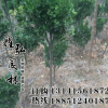龜甲冬青苗批發 龜甲冬青小苗 龜甲冬青球 綠化苗木綠籬色塊苗木