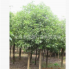 綠化樹苗 樟樹 大量低價出售香樟樹