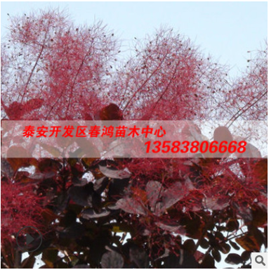 基地現(xiàn)貨供應(yīng)紅櫨苗成活率高 紅櫨苗價(jià)格優(yōu)惠規(guī)格齊全造型優(yōu)美