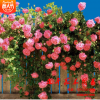批發薔薇苗 多花薔薇花苗 循環開花藤本薔薇