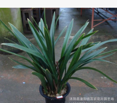 蘭花 黑墨蘭綠植花卉盆栽 賞葉賞花 金邊墨蘭
