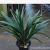 蘭花 黑墨蘭綠植花卉盆栽 賞葉賞花 金邊墨蘭