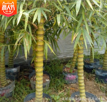 基地直銷 羅漢竹又名佛肚竹 庭院綠化 量大優(yōu)惠 園林用竹
