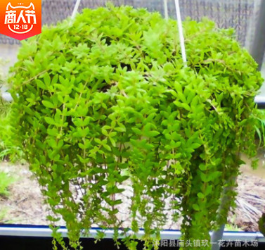 批發(fā)垂盆草 中藥用 水培花卉 綠色植物盆栽花卉 垂盆草懶人盆栽