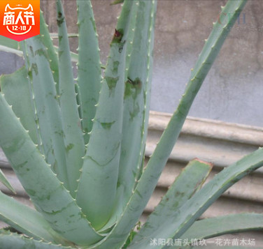 批發(fā)蘆薈 庫拉索蘆薈 蘆薈盆栽食用美容 優(yōu)質(zhì)蘆薈 量大優(yōu)惠