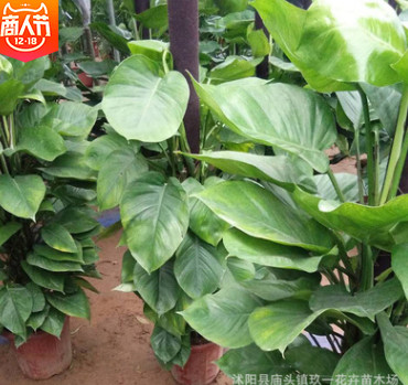 批發大葉綠蘿柱 大型常青盆栽綠植 綠蘿盆栽 量大優惠