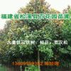 【基地直銷(xiāo)】廣玉蘭 蘇鐵 羅漢松 桂花 綠化苗木