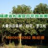 【基地直銷(xiāo)】桂花 四季桂 丹桂 八月桂