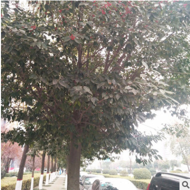 供應(yīng)園林綠化苗木紅果冬青 北美冬青 工程綠化小苗 基地精心培育