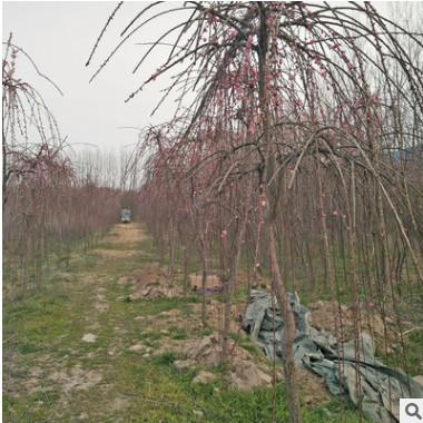 耐寒高干垂梅 梅花樹苗 紅梅小苗 廠家直銷 多種規(guī)格 量大從優(yōu)