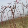 鴻林花卉苗木 批發(fā)各種品種苗木 優(yōu)質(zhì)垂梅 耐寒垂枝梅 品質(zhì)優(yōu)良