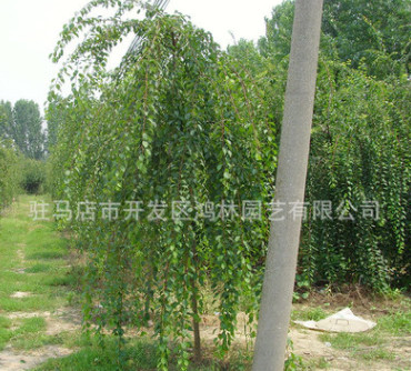 基地批發(fā)垂枝梅 垂梅樹苗 園林庭院觀賞型植物品質(zhì)保證包成活