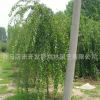 基地批發(fā)垂枝梅 垂梅樹(shù)苗 園林庭院觀賞型植物品質(zhì)保證包成活