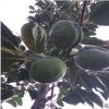 專供6公分牛心柿子苗 牛心柿子苗成活率高