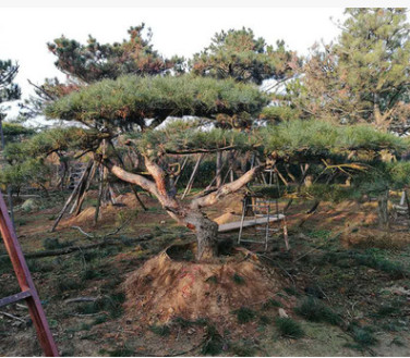 長期供應泰山景松 景觀造型 泰山風景松 山東苗圃基地直銷供應