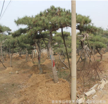 基地專業供應景松 泰山迎客松 松樹造型 迎客松價格