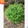 金焰粉花繡線菊 灌木花卉 園林綠化 常綠喬木 水生植物 水生花卉