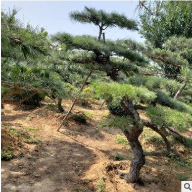 基地直銷特色盆景松樹辦公綠化大型盆栽景觀松樹 景觀松樹景松