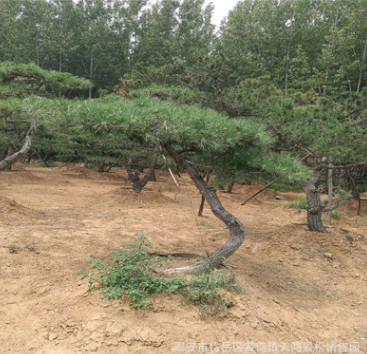 基地專業供應泰山景松 樹形美觀 造型獨特 造型油松 量大優惠