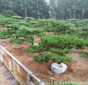 基地直銷泰山景松 造型獨特 樹形美觀 根系發達 景松造型