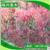 紅葉石楠 3公分紅葉石楠 3cm紅葉石楠樹 三公分石楠苗 量大優惠