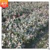 紅葉石楠色塊 杭州蕭山.綠化工程. 各種規(guī)格紅葉石楠.水生植物