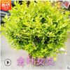 金葉女貞 灌木花卉 園林綠化 常綠喬木 水生植物 水生花卉