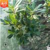 海桐小苗 灌木花卉 常綠喬木 水生植物 水生花卉 海桐杯苗