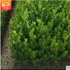 瓜子黃楊 灌木花卉 園林綠化 常綠喬木 水生植物 水生花卉