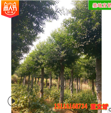 批發(fā)杜英樹(shù)苗 截桿移植杜英精品造型苗木園林綠化工程