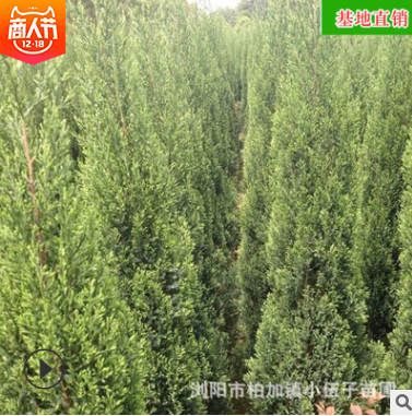 批發塔柏苗 園林綠化工程造型苗木庭院四季常綠喬木 苗圃基地直銷