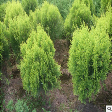 灑金柏綠化工程苗 色塊綠化 彩色灌木花卉 四季常青灑金柏球