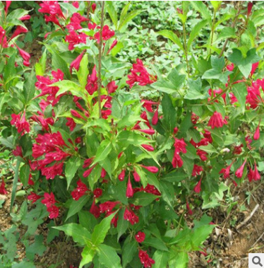 園林植物 紅王子錦帶花苗 綠化景觀 園藝灌叢綠植