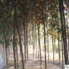 直銷庭院風(fēng)景樹廣玉蘭 綠化植物工程類廣玉蘭