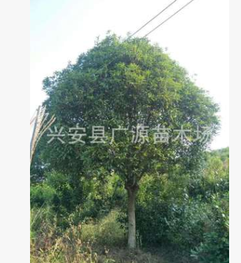 桂花樹 15公分桂花 廣西桂花樹 8-10-12-15-18-20-25-30公分