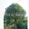 桂花樹 15公分桂花 廣西桂花樹 8-10-12-15-18-20-25-30公分