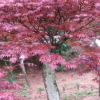 批發紅楓苗花卉綠化苗木 紅楓樹苗 三季紅 庭院工程綠化
