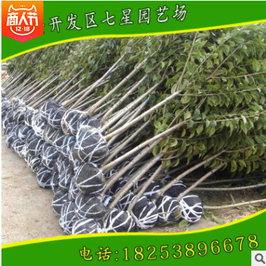吉塞拉砧木櫻桃苗出售基地長期出售各規格優質吉塞拉品種櫻桃苗