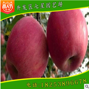 直銷出售優質紅將軍蘋果苗矮化品種蘋果苗 金帥蘋果苗 紅肉蘋果苗
