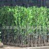 法國冬青小苗綠化工程樹苗珊瑚苗庭院籬笆苗法國冬青球北海道批發