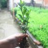 批發工程綠化小苗 冬青床苗 耐寒法國冬青 園林綠化用苗 規格全