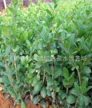 龜甲冬青小苗 龜甲冬青床苗綠化工程苗木 規格齊全批發各類小苗