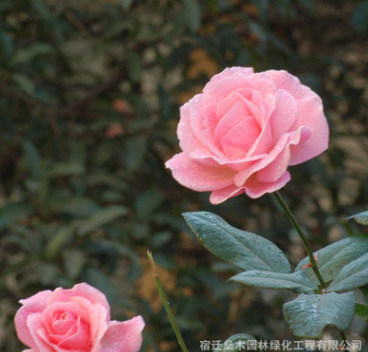 批發(fā)供應(yīng)玫瑰月季小苗 綠植盆栽花卉庭院陽(yáng)臺(tái)易種薔薇月季