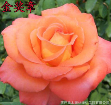 供應(yīng)工程月季花 大花月季 庭院盆栽陽(yáng)臺(tái)花卉 玫瑰薔薇苗