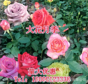 基地直銷花卉盆栽四季開(kāi)花易活紅帽子大花月季豐花月季國(guó)產(chǎn)月季